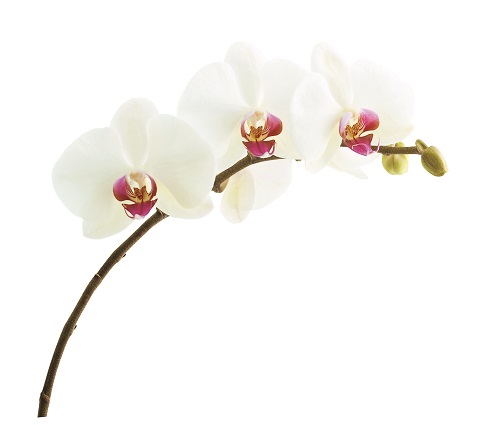 Alyria flower logo